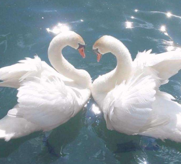 Zػ܇đ(yng)È(chng)